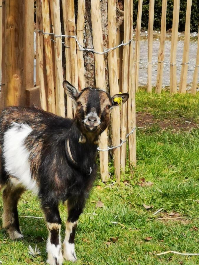 Heeser Hof - Urlaub Im Gruenen Weeze Exteriör bild